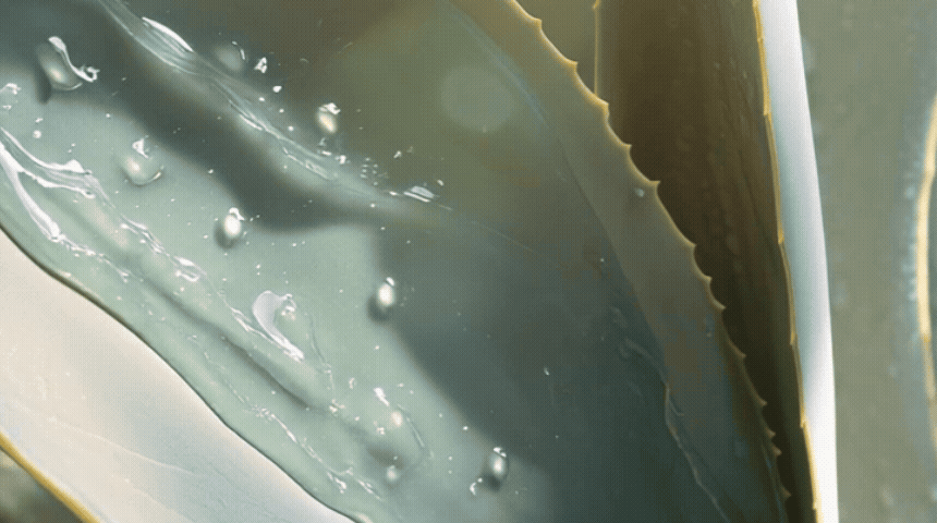 mild blue agave soothing sun stick feature